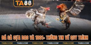 Đá Gà Cựa Dao Và 1001+ Thông Tin Về Quy Trình Tổ Chức