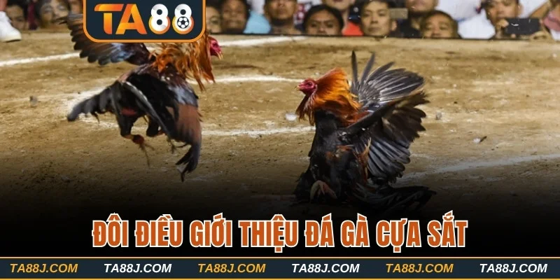 Đôi điều giới thiệu đá gà cựa sắt