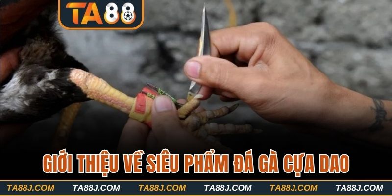 Giới thiệu tổng quan về siêu phẩm đá gà cựa dao