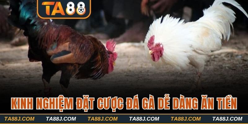 Kinh nghiệm đặt cược đá gà dễ dàng ăn tiền