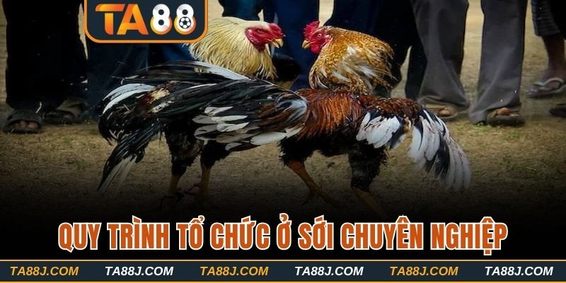 Quy trình tổ chức ở sới chuyên nghiệp